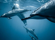 这一刻我突然懂了，蘑菇短视频把预算崩盘拍成了离谱